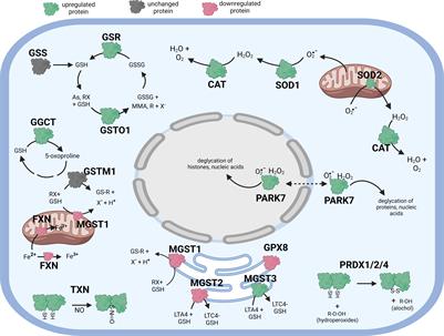 Proteome changes in a human retinal pigment epithelial cell line during oxidative stress and following antioxidant treatment